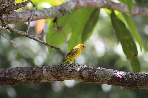 Free Bird Nature photo and picture
