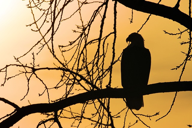 Free Silhouette Eagle photo and picture