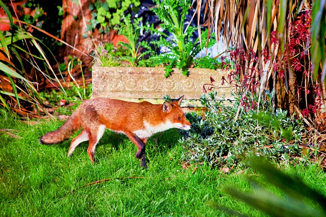 Fuchs, Tier, Natur, Tierwelt, Draußen
