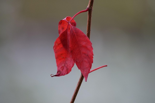 Verwelktes Blatt, Rot, Herbst, Zweig