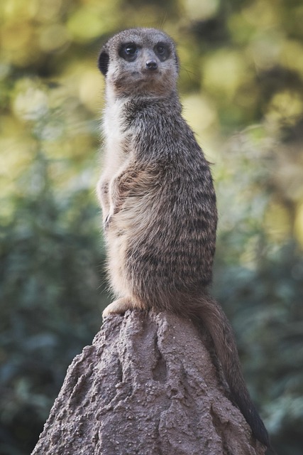 Erdmännchen, Tierwelt, Zoo, Tier, Natur