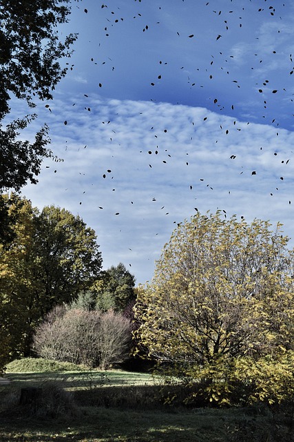 Herbst, Blätter, Fallen, Bäume