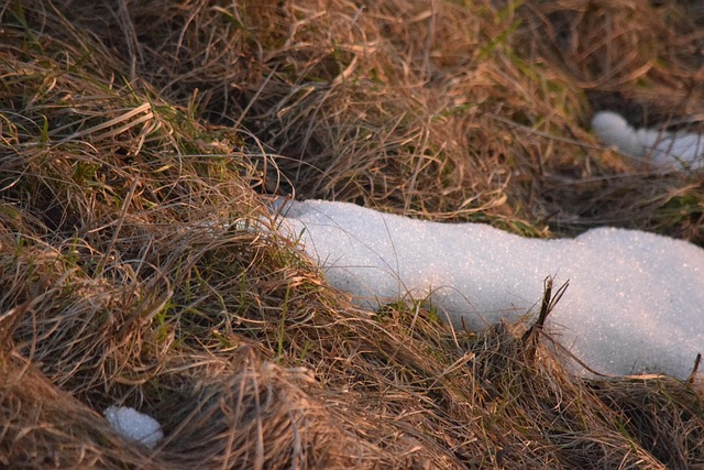 Vertrocknetes Gras, Eis, Schnee, Trocken