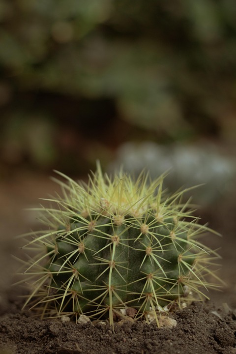 サボテン Naturaleza 自然 Pixabayの無料写真