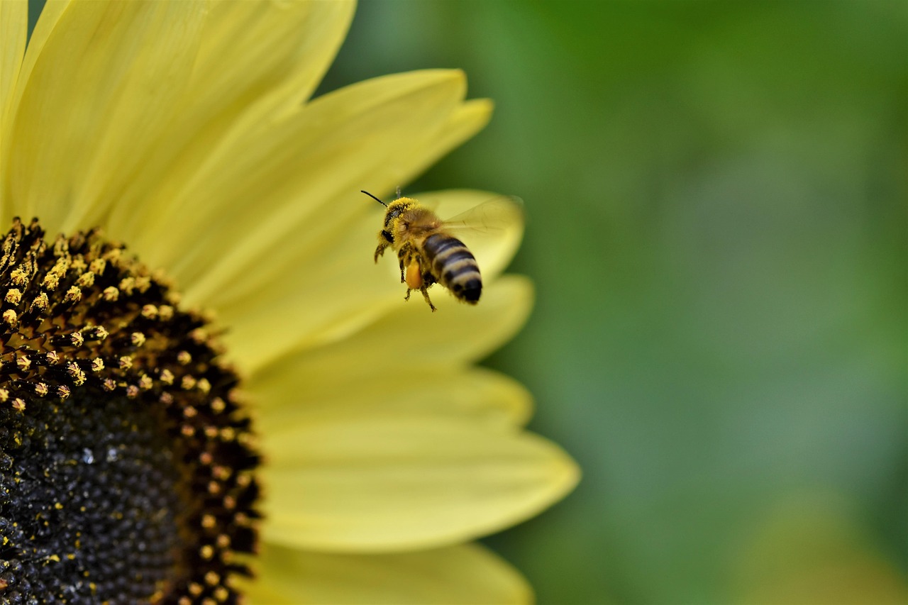 Bee Honey Insect - Free photo on Pixabay - Pixabay