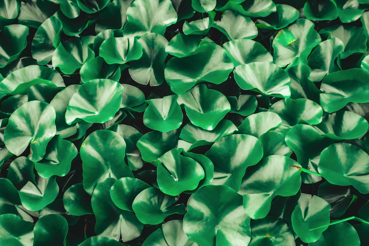 Leaves - free online jigsaw puzzle photo