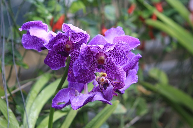 Free Orchid Flower photo and picture