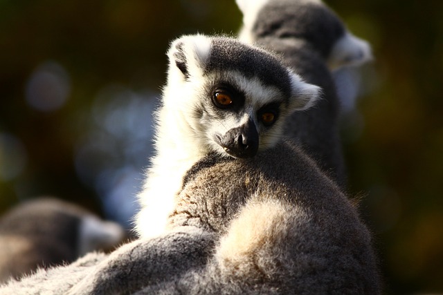 Free Lemur Animals photo and picture