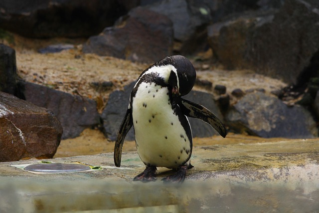 Free Penguin Zoo photo and picture
