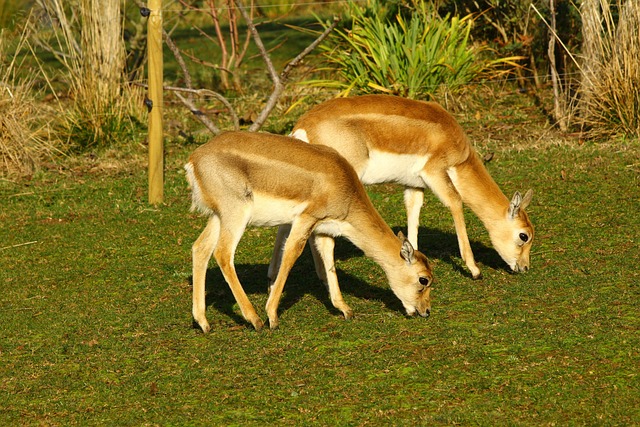 Free Antelopes Animals photo and picture