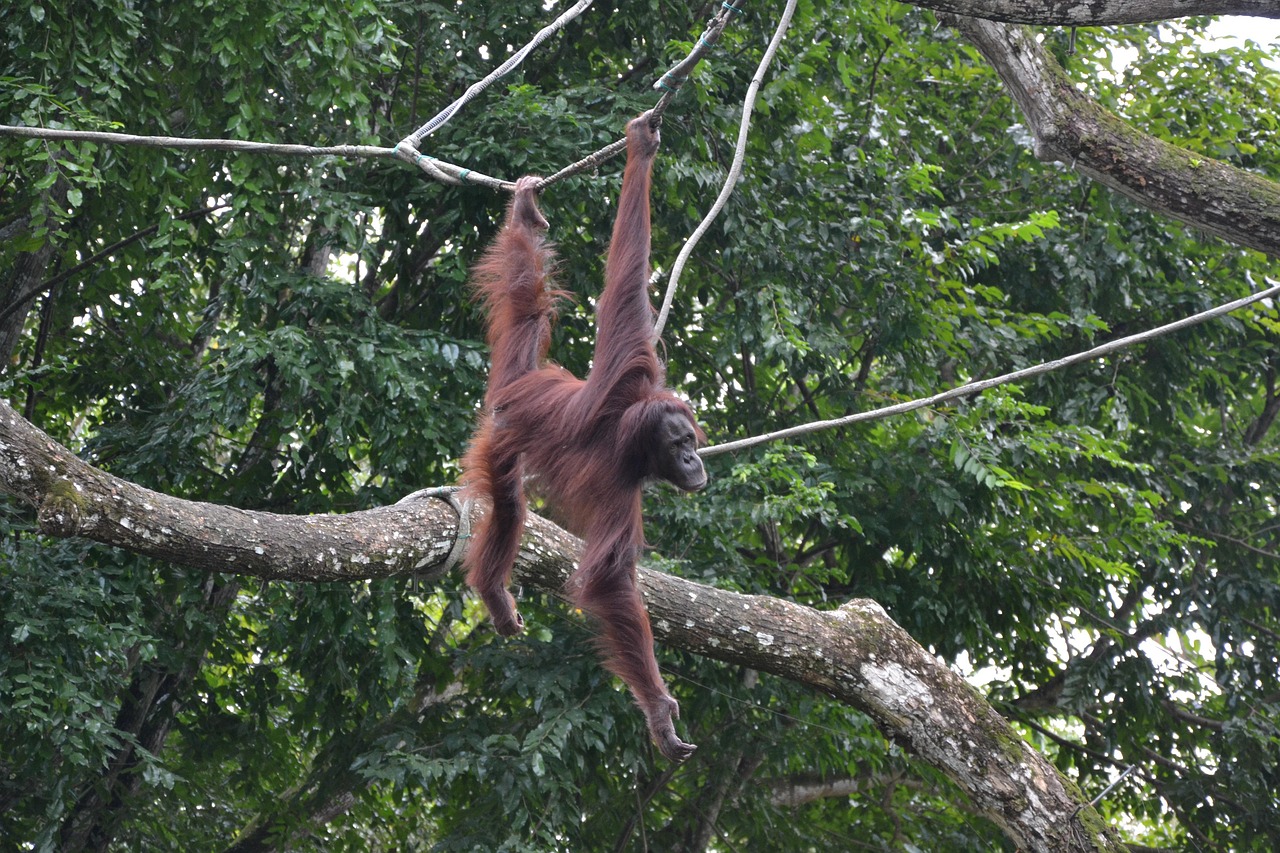 Ape Zoo Singapore Gratis foto på Pixabay Pixabay