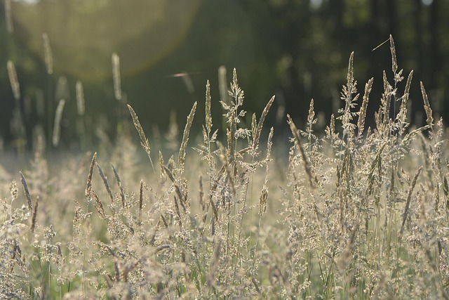 Gras, Sommer, Wiese, Natur, Pflanze