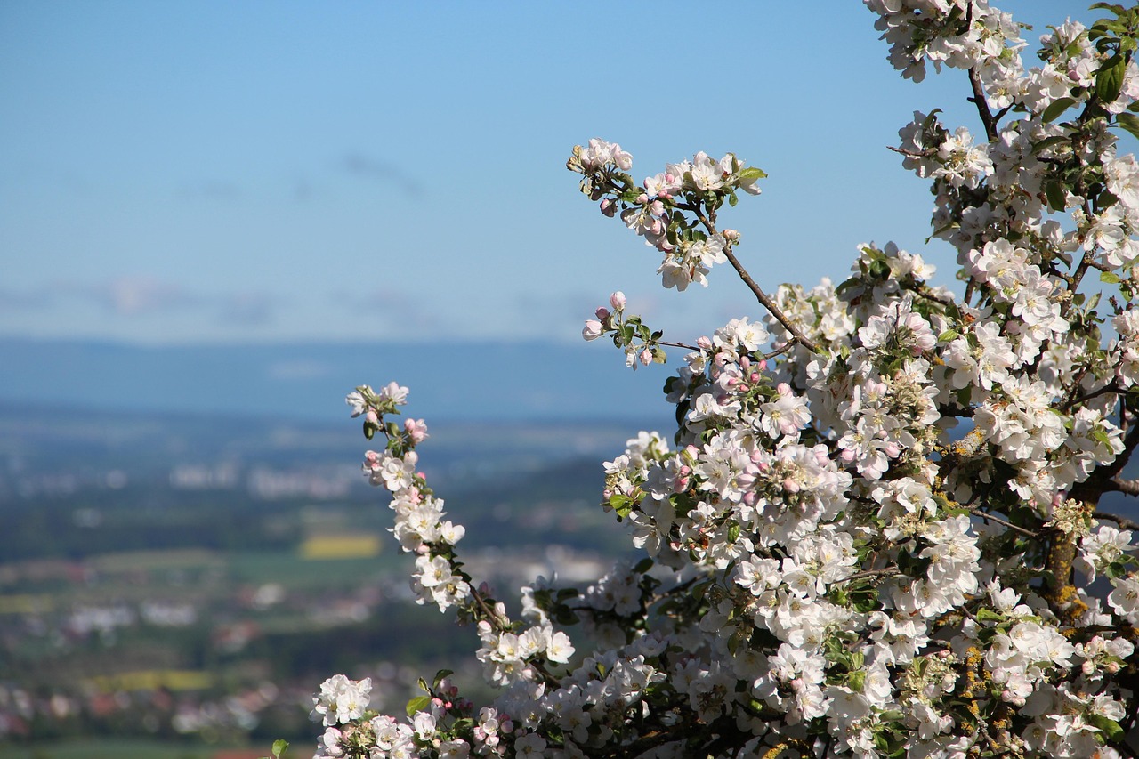  Natur Frühling Blühen - Free photo on Pixabay - Pixabay Motiv 