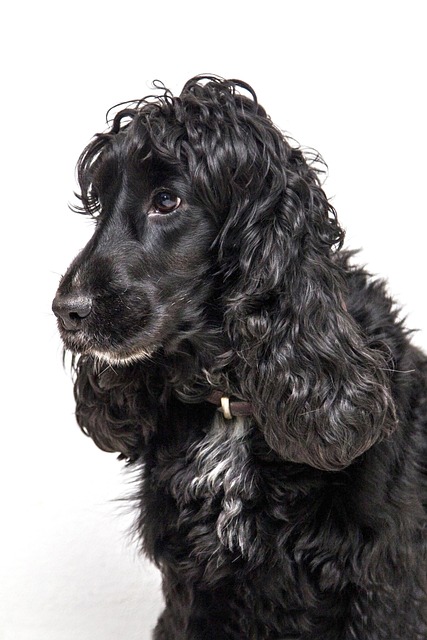 Perros, Cocker Spaniel, Naturaleza