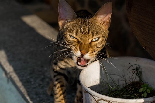 Free Bengal Cat photo and picture