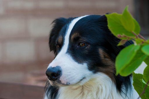 Free Border Collie photo and picture