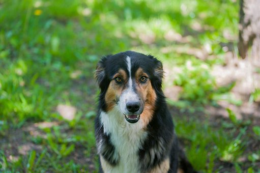 Free Dog Borde photo and picture