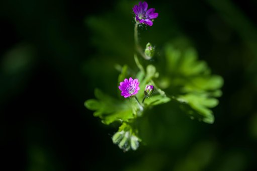 Free Macro Beautiful Flowers photo and picture