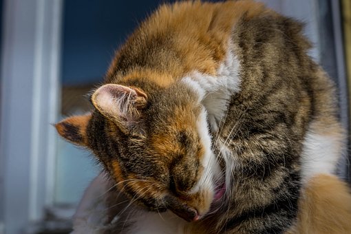 Free Maine Coon photo and picture