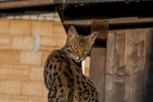 Free Bengal Cat photo and picture