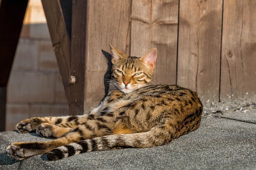 Free Bengal Cat photo and picture