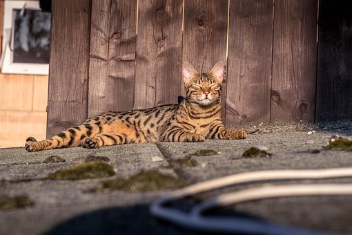 Free Bengal Animal photo and picture
