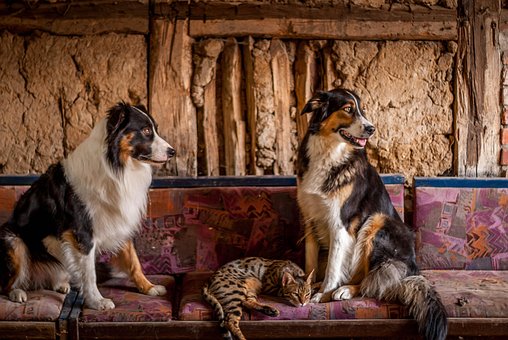 Free Border Animal photo and picture