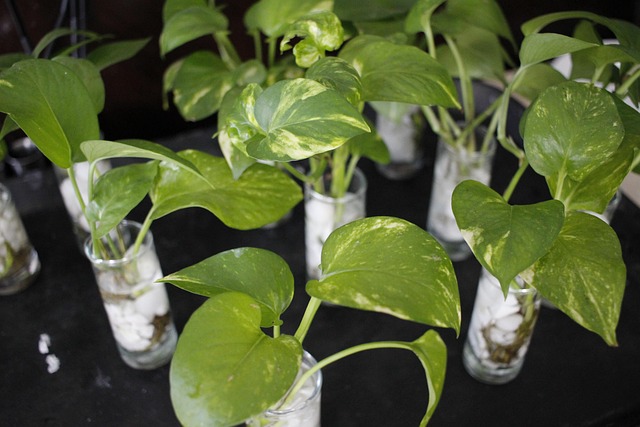 Plantas, Vegetação, Natureza