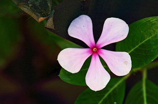 Free Flower Plant photo and picture
