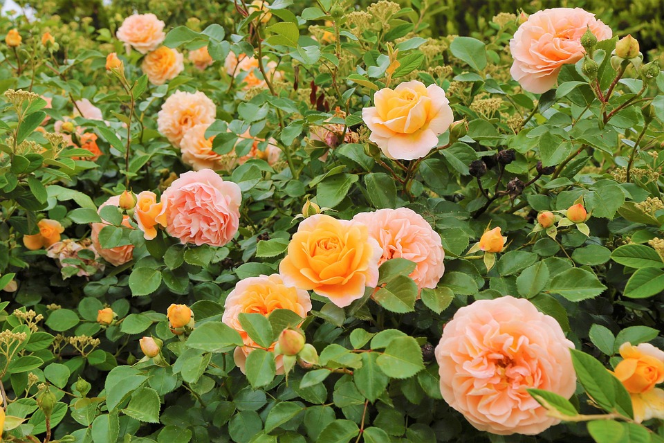 Floral Roses Spring Roses Spring Flower - Free photo on Pixabay
