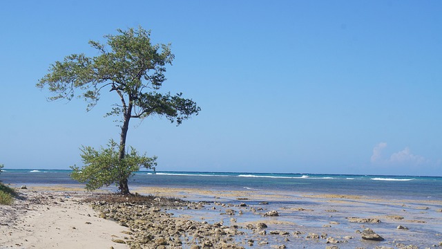 Free Beach Jamaica photo and picture