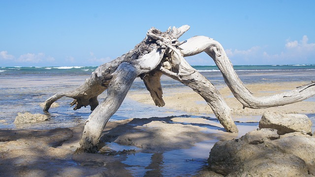 Free Beach Jamaica photo and picture
