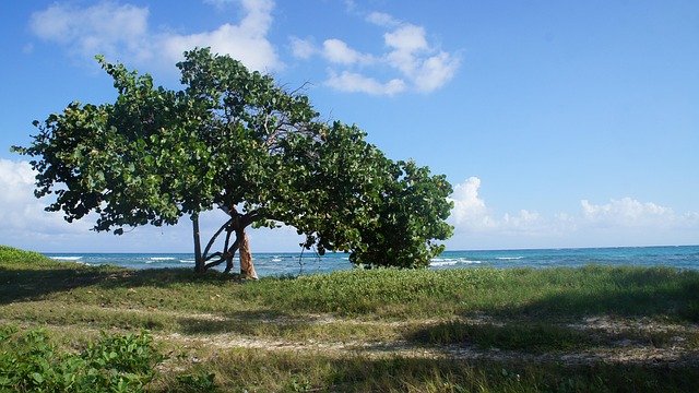 Free Beach Jamaica photo and picture