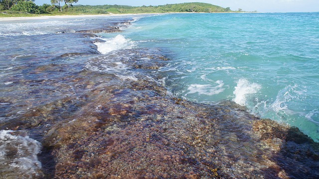 Free Beach Jamaica photo and picture