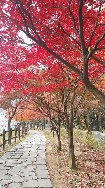 Free Gold Mountain Autumn photo and picture