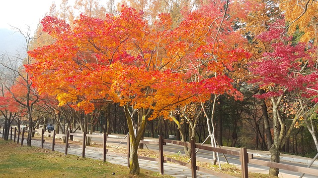 Free Gold Mountain Autumn photo and picture