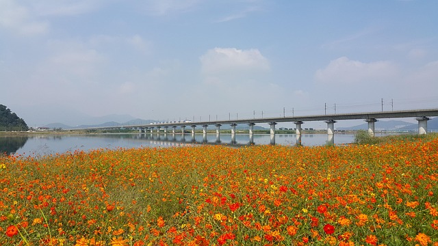 Free Nakdong River Flower Background photo and picture