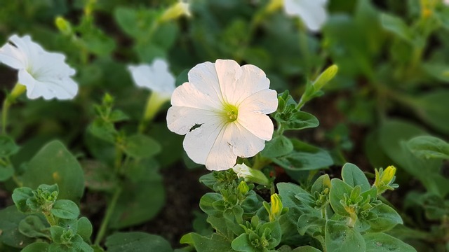 Free Flower Flower Background photo and picture