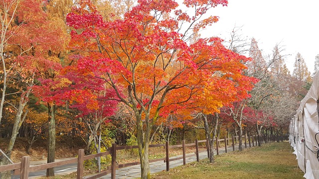 Free Gold Mountain Autumn photo and picture