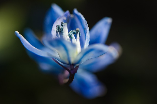 Natur, Nahaufnahme, Blumentapete, Blume