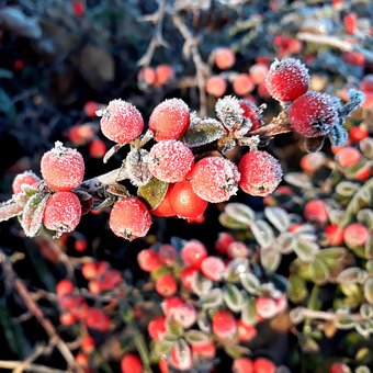 Free Berry Red photo and picture