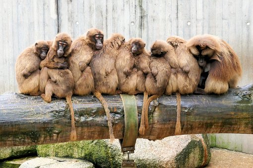 Free Zoo Ape photo and picture