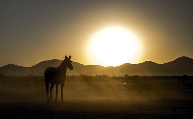 Caballo, Sol, Naturaleza, Cielo