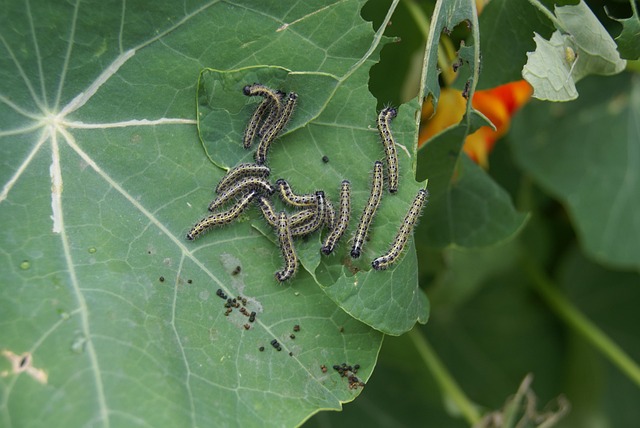 Free Insects Liszki photo and picture