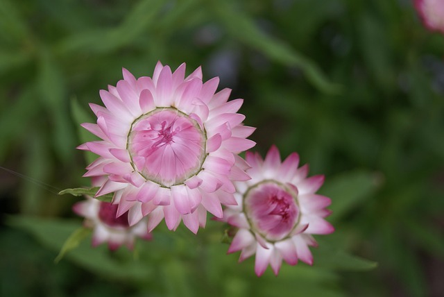 Free Garden Flower Wallpaper photo and picture