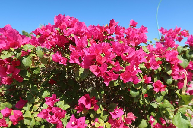 Free Bougainvillea Flowers photo and picture