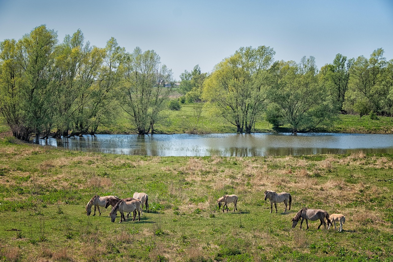 Wild Horses - free online jigsaw puzzle photo