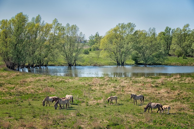 Wild horses, horses, animals and horse riding — photo by Derks24