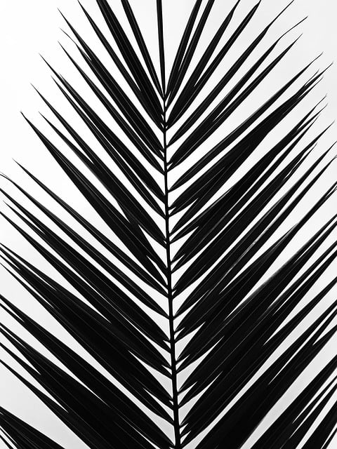Free palm leaf tropical illustration
