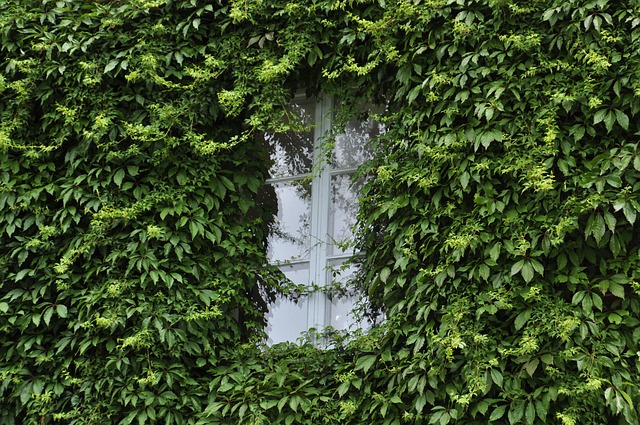 Free Green Window photo and picture